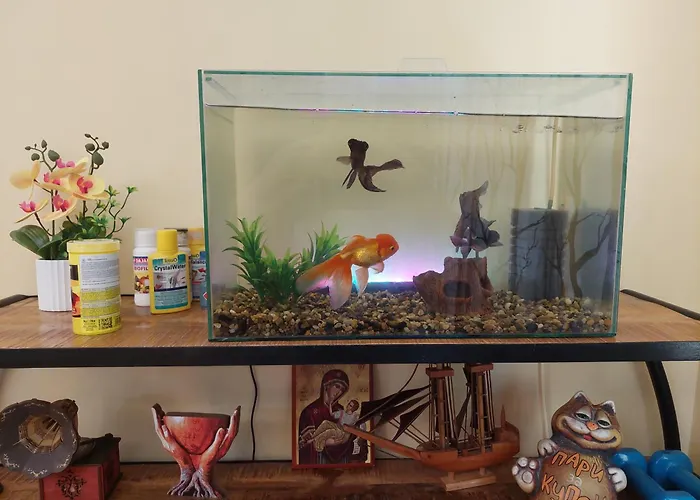 Dellux - Petra ヴァルナ